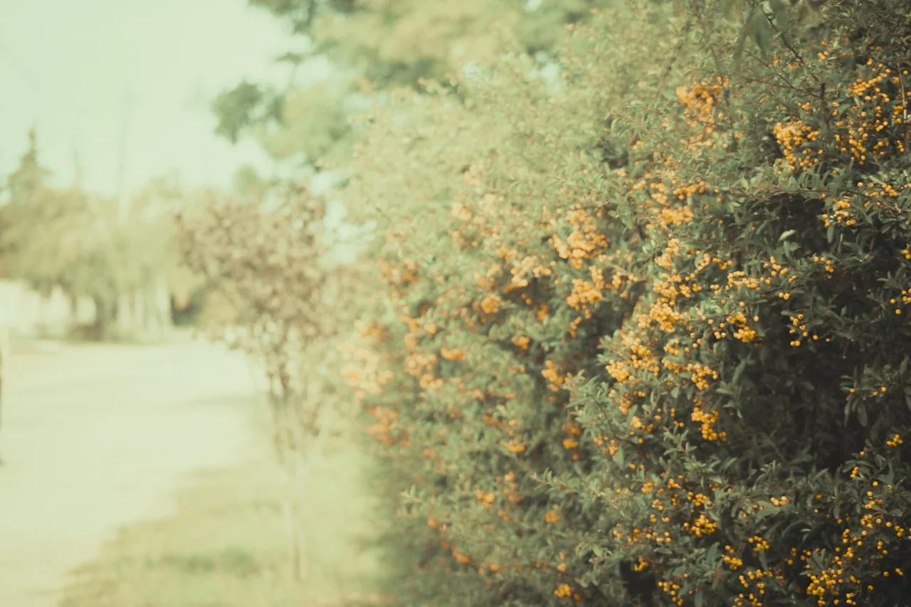 Stará, vyblednutá fotografia so žltkastým odtieňom
